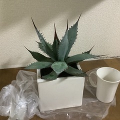 アガベ、陶器カバー付き