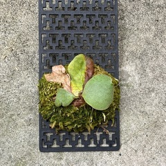 ビカクシダ   ネプチューン