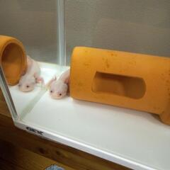 魚ウーパールーパ