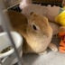 ランキングキーワードに紐づく投稿画像-うさぎ