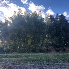 竹　伐採