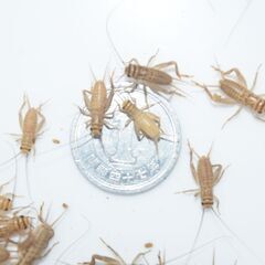 ヨーロッパイエコオロギ4令50g約５００匹