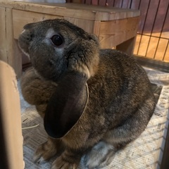 💛🌷🐰保護うさぎさん🐰🌷💛