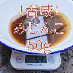 ☆大特価☆　期間限定　ミジンコ　50g！　みじんこ