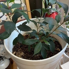 観葉植物　ガジュマル