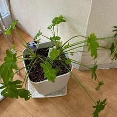 観葉植物　クッカバラオーレア