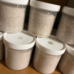 オオヒラタケ 菌糸ビン･カップ 100円〜の画像