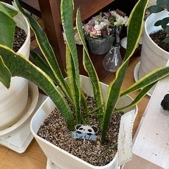 観葉植物　サンセベリア