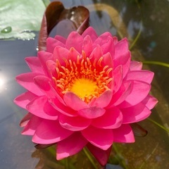 耐寒性睡蓮 ペリーズファイヤーオパール 苗