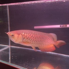 熱帯魚大型の画像