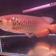 熱帯魚大型の画像