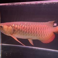 熱帯魚大型の画像