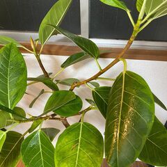 ゴムの木　観葉植物　本物の画像