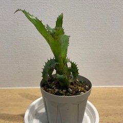 ※お取引終了【株分け品】エクメアオーランディアナ【小さめ】の画像