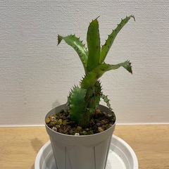※お取引終了【株分け品】エクメアオーランディアナ【小さめ】の画像