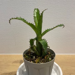 ※お取引終了【株分け品】エクメアオーランディアナ【小さめ】の画像