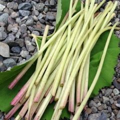 ふき(蕗の葉柄)★収穫したて生★春の苦味が美味※葉ごと食べられますの画像