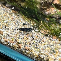 シュリンプ  エビ 柄色々 まとめて20匹の画像