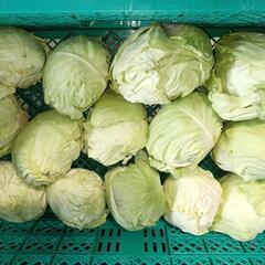 4月24日限定🉐キャベツ５㌔と小松菜１0㌔🥬