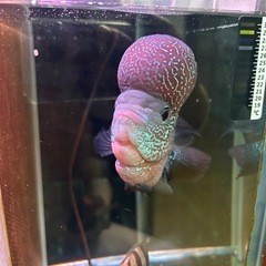 熱帯魚2の画像