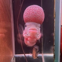 熱帯魚2の画像