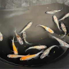 三色ラメ幹之めだか　選別漏れ　15匹の画像