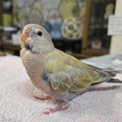 アキクサインコ イエローファロー 雛 お問い合わせ受付中