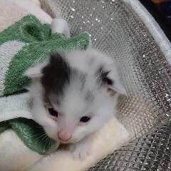 とても元気な子猫（白が多い黒ぶち）