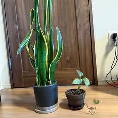 観葉植物