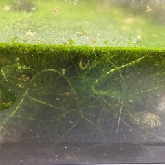 【無料です】水草:アオウキクサ、アナカリスの画像