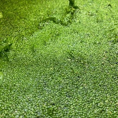【無料です】水草:アオウキクサ、アナカリス