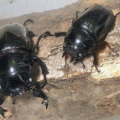 タランドゥスオオツヤクワガタ　ホワイトアイWWの画像