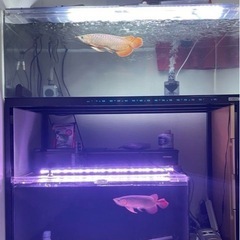 アクリル120水槽