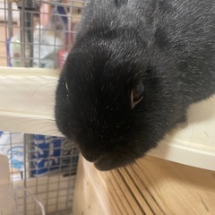 諸事情で買えなくなった為、うさぎの募集です。 - 鳥取市