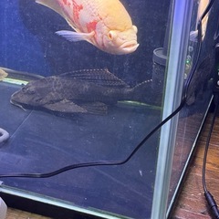 セルフィンプレコ
