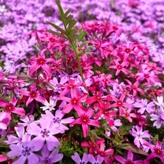 遊び心を取り戻そう♪✨大人の遠足👒 - 小山市