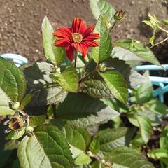 ヘリオプシス ブリーディングハーツの画像