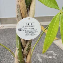 パキラの画像