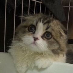 マンチカン　スコマンチ　1歳5ヶ月 女の子