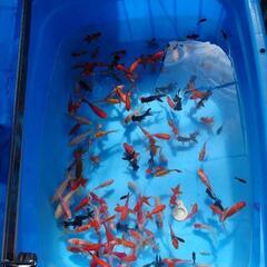 金魚の中古が安い！激安で譲ります・無料であげます｜ジモティー