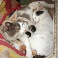 白ミケ猫の子猫たち、ばあちゃんミケ猫が子育て中🩷 - 倉敷市
