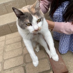 白ミケ猫の子猫たち、ばあちゃんミケ猫が子育て中🩷 − 岡山県