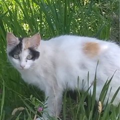 白ミケ猫の子猫たち、ばあちゃんミケ猫が子育て中🩷 - 猫