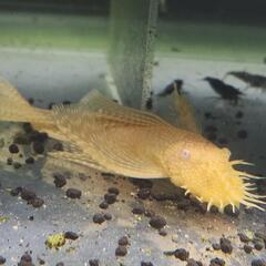 ②【稚魚10匹】 ロングフィンアルビノ ミニブッシープレコの画像