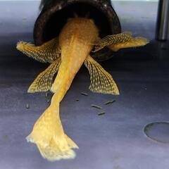 ②【稚魚10匹】 ロングフィンアルビノ ミニブッシープレコの画像