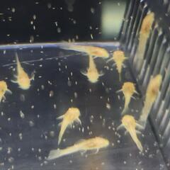 【稚魚10匹】 ロングフィンアルビノ ミニブッシープレコ