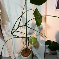 手渡しのみ　観葉植物 プランター セット