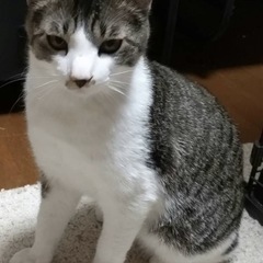 ⚽️🐈‍⬛キジ白のソラ君🐈‍⬛⚽️ - 大分市