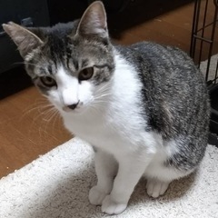 ⚽️🐈‍⬛キジ白のソラ君🐈‍⬛⚽️ - 里親募集