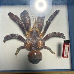 ヤシガニ剥製